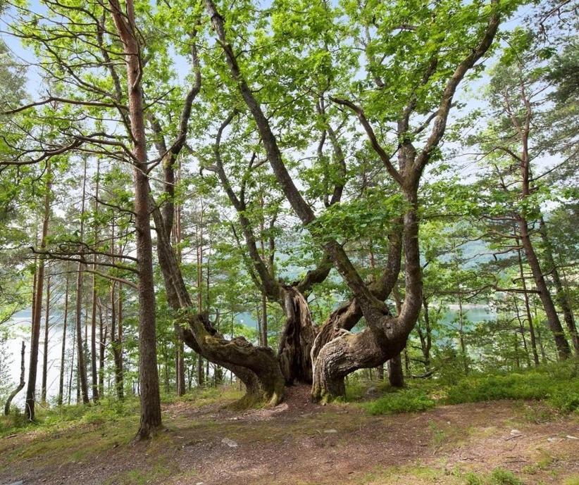 Вилла Hardanger Feriesenter Neshagen Нурхеймсунн Экстерьер фото